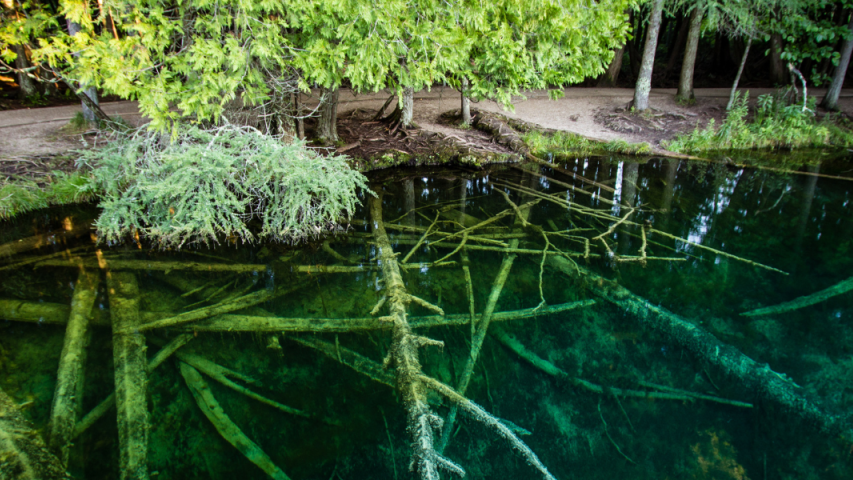 lake roots